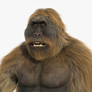 3D Gigantopithecus Fur Rigged