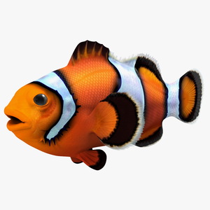 3D Anemonefish