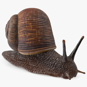 3D Garden Snail Dark Color model