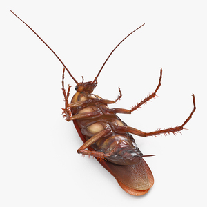 3D Animated Cockroach Upside Down Rigged for Cinema 4D