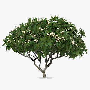 3D Plumeria Frangipani Tree White Flowers model