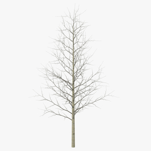 3D Young Yellow Poplar Tree Winter