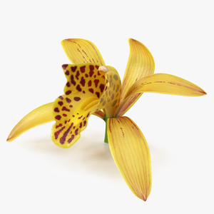 Orchid Flower Yellow Fur 3D model