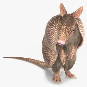 3D Armadillo in Hind Legs Pose Pink Fur