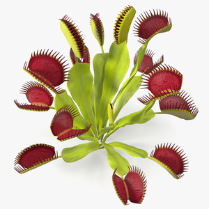 3D Venus Flytrap Phalanx