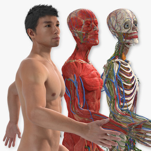 3D model Male Full Body Anatomy Asian Rigged