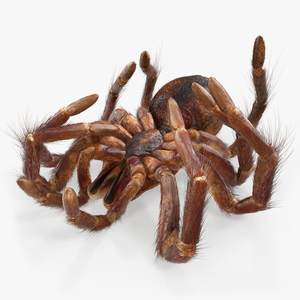 3D Goliath Birdeater Dead Pose with Fur