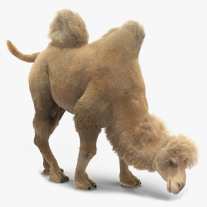 Bactrian Camel Light Colored Fur Rigged 3D model