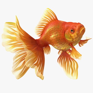 Orange Fancy Fantail Goldfish Swim 3D model