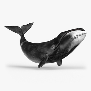 3D Bowhead Whale Swimming Pose Fur