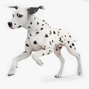 3D model Running Dalmatian Dog Fur