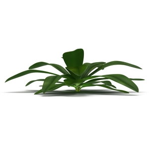 3D Tropical Plant Glauca Cordyline