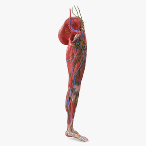 3D Female Anatomy Left Leg model