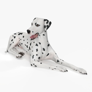 Lying Dalmatian Dog 3D model