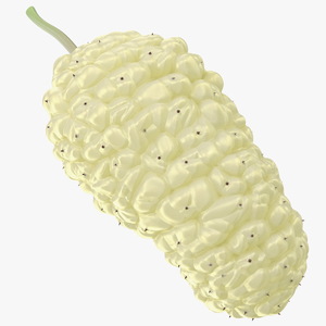 3D model Mulberry Fruit White