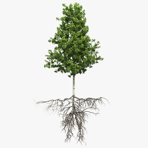 Poplar Tree with Roots 3D