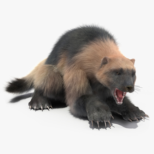 Wolverine Light Color Fur Rigged 3D