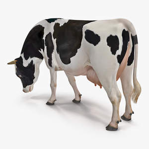 3D Dairy Cow Eating Pose