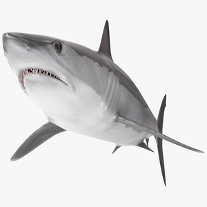 3D model Shortfin Mako or Isurus Oxyrinchus Shark