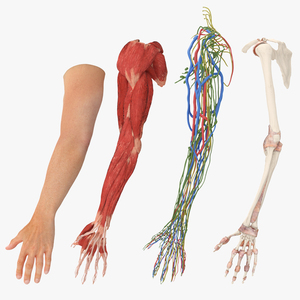 3D Arm Realistic Male Anatomy