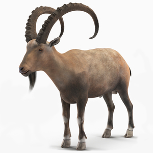 Alpine Ibex Stand Pose 3D