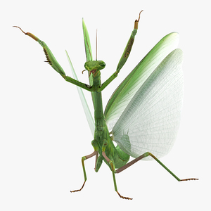 3D Praying Mantis with Fur model