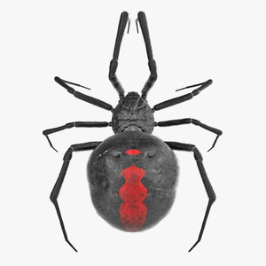 Black Widow Spider Rigged with Fur 3D model