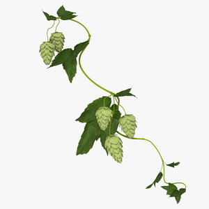 3D Hops Branch