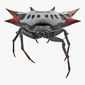 3D Gasteracantha Spider Walking Pose model