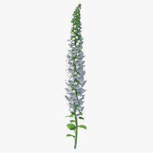 3D Digitalis Purpurea Albiflora model