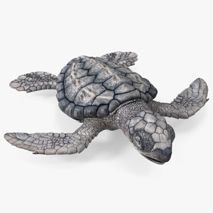 3D model Baby Sea Turtle Gray