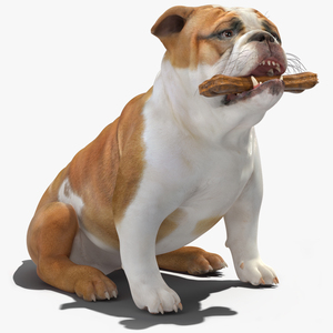 3D model Bulldog with a Chewing Bone in His Mouth