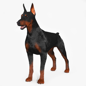 3D Doberman Pinscher Fur