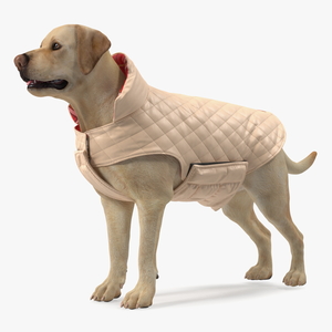 Labrador Wearing Beige Coat 3D