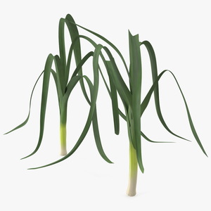 3D model Fresh Allium Porrum Leeks