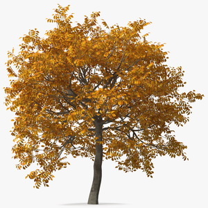 3D Yellow Walnut Tree model