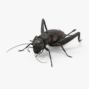 Field Cricket Standart Pose 3D