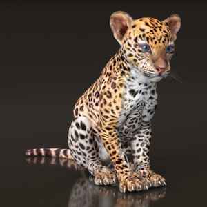 3D Leopard Cub Rigged model