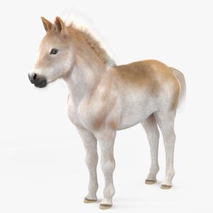 Realistic Shetland Pony Fur 3D