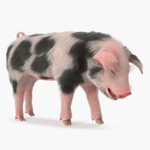 Pig Piglet Pietrain with Fur Standing Pose 3D