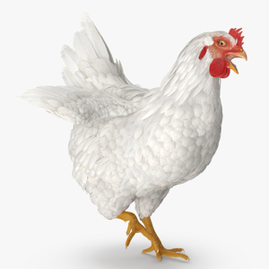 3D model White Chicken Rigged