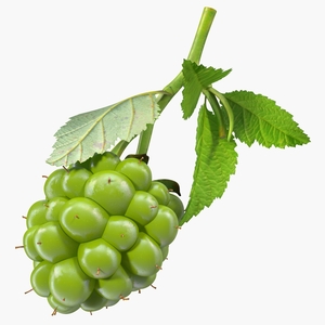 3D model Unripe Green Blackberry with Leaves