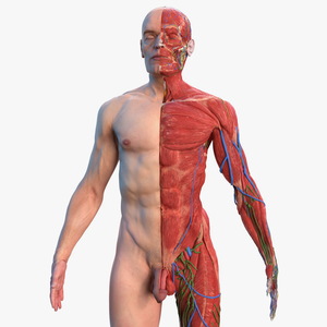 3D Complete Male Full Body Anatomy