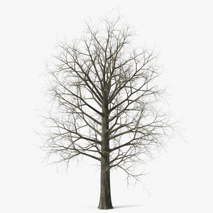 Leafless Bare Oak Tree 3D