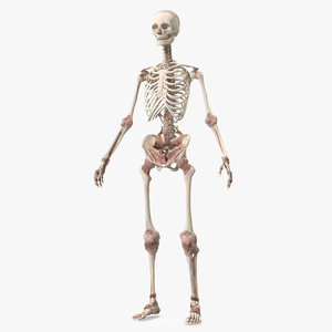 3D model Skeleton with Tissue