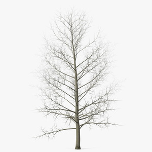 3D Bare Poplar Winter Tree model