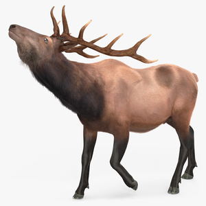 Realistic Elk Rigged with Fur 3D model