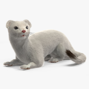 3D model Ermine Mammal White Fur Rigged