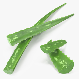 3D Aloe Leaves