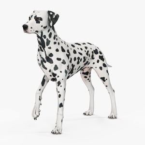 3D Spotted Dalmatian Dog Rigged model